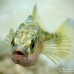 Dreistachlige Stichling (Gasterosteus aculeatus), Tauchen im Werbellinsee