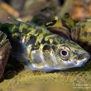 Dreistachlige Stichling (Gasterosteus aculeatus)