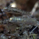 Larven, Dreistachlige Stichling (Gasterosteus aculeatus), Tauchen im Werbellinsee