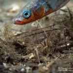 Brutpflege, Dreistachlige Stichling (Gasterosteus aculeatus), Tauchen im Werbellinsee