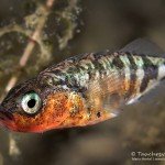 Männchen, Dreistachlige Stichling (Gasterosteus aculeatus), Tauchen im Zwenkauer See