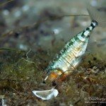 Brutpflege, Dreistachlige Stichling (Gasterosteus aculeatus), Tauchen im Werbellinsee