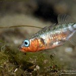 Brutpflege, Dreistachlige Stichling (Gasterosteus aculeatus), Tauchen im Werbellinsee