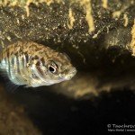 Dreistachlige Stichling (Gasterosteus aculeatus), Tauchen im Zwenkauer See