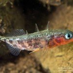 Männchen, Dreistachlige Stichling (Gasterosteus aculeatus), Tauchen im Zwenkauer See