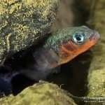 Männchen, Dreistachlige Stichling (Gasterosteus aculeatus), Tauchen im Zwenkauer See