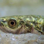 Dreistachlige Stichling (Gasterosteus aculeatus), Tauchen im Werbellinsee