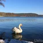 Schwan, Tauchen im Werbellinsee, Tauchen in Brandenburg