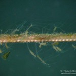 Seiltanz, Süßwasserpolypen, Tauchen im Werbellinsee, Tauchen in Brandenburg