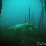 Hecht, Esox, Tauchen in Löbejün, Tauchen in Sachsen-Anhalt