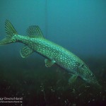 Hecht, Esox, Tauchen in Löbejün, Tauchen in Sachsen-Anhalt