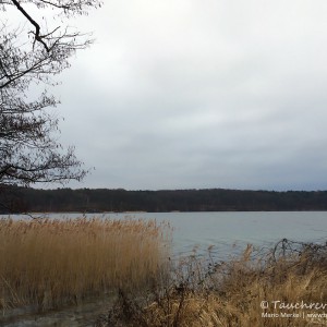 Werbellinsee Dornbusch