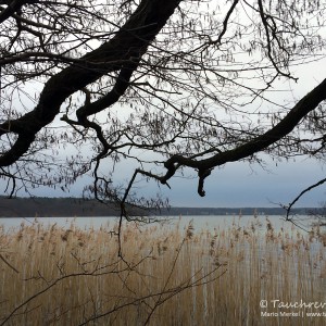 Werbellinsee Dornbusch