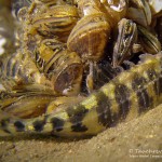 Dreistachliger Stichling, Tauchen im Werbellinsee Dornbusch, Tauchen in Brandenburg