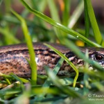 Blindschleiche (Anguis fragilis)