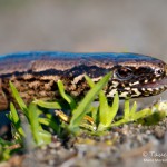 Blindschleiche (Anguis fragilis)