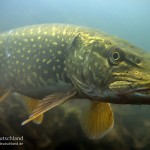 Hecht (Esox lucius), Tauchen in Brandenburg, Tauchen in Deutschland