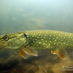 Hecht (Esox lucius), Tauchen in Brandenburg, Tauchen in Deutschland