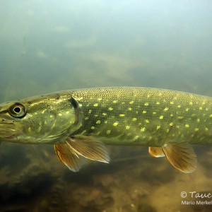 Hecht (Esox lucius)