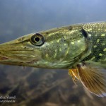 Hecht (Esox lucius), Tauchen in Brandenburg, Tauchen in Deutschland