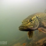 Hecht (Esox lucius), Tauchen in Brandenburg, Tauchen in Deutschland