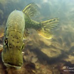 Hecht (Esox lucius), Tauchen in Brandenburg, Tauchen in Deutschland