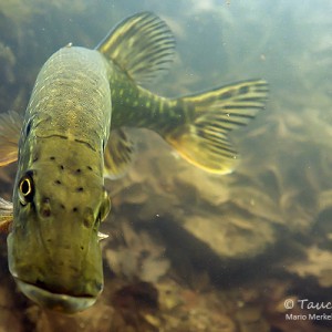 Hecht (Esox lucius)