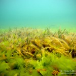 Seegraswiese, Tauchen in der Ostsee, Tauchen in Mecklenburg-Vorpommern