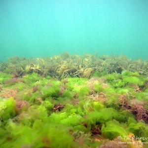 Unterwasserflora