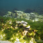 Canyon, Tauchen in der Ostsee, Tauchen in Mecklenburg-Vorpommern