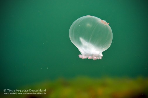 2016_04_10_Ostsee (113)