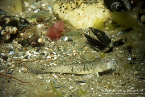 2016_04_10_Ostsee (114)