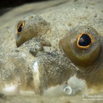 Flunder, Plattfisch, Tauchen in der Ostsee, Tauchen in Mecklenburg-Vorpommern