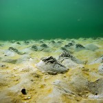 Sandformationen, Würmer, Tauchen in der Ostsee, Tauchen in Mecklenburg-Vorpommern