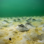 Sandformationen, Würmer, Tauchen in der Ostsee, Tauchen in Mecklenburg-Vorpommern