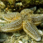 Seestern, Tauchen in der Ostsee, Tauchen in Mecklenburg-Vorpommern