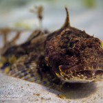 Scorpionfisch, Tauchen in der Ostsee, Tauchen in Mecklenburg-Vorpommern