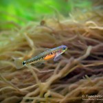 Schwimmgrundel, Tauchen in der Ostsee, Tauchen in Mecklenburg-Vorpommern