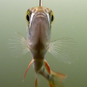 Flussbarsch
