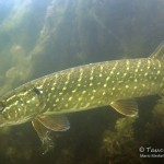 Hecht, Tauchen im Straussee, Tauchen in Brandenburg