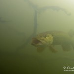 Hecht, Tauchen im Straussee, Tauchen in Brandenburg