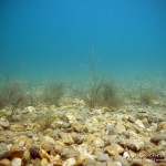 Laichkraut, Tauchen im Kulkwitzer See, Tauchen in Sachsen