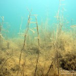 Laichkraut, Tauchen im Kulkwitzer See, Tauchen in Sachsen