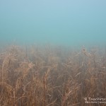 Laichkraut, Tauchen im Kulkwitzer See, Tauchen in Sachsen