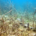 Laichkraut, Tauchen im Kulkwitzer See, Tauchen in Sachsen