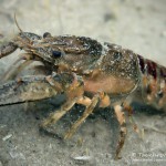 Kamberkrebs, Tauchen im Kulkwitzer See, Tauchen in Sachsen
