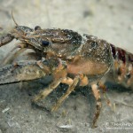 Kamberkrebs, Tauchen im Kulkwitzer See, Tauchen in Sachsen