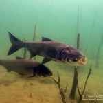 Silberkarpfen, silberamur, Tauchen im Kulkwitzer See, Tauchen in Sachsen