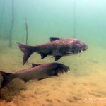 Silberkarpfen, Silberamur, Tauchen im Kulkwitzer See, Tauchen in Sachsen