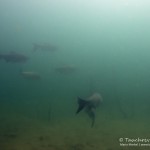 Silberkarpfen, Silberamur, Tauchen im Kulkwitzer See, Tauchen in Sachsen